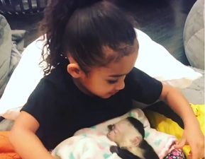 Chris Brown bought his 3-year-old a monkey and people are not happy about it