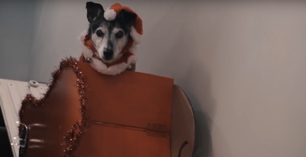 This guy built his ageing dog a stairlift and it’s a Christmas miracle