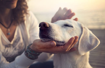 Pets are for life, not just for Christmas