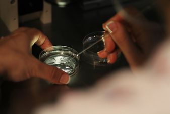 Concerns expressed over the viability of human eggs grown in lab