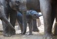 A new baby elephant calf was born at Dublin Zoo last weekend