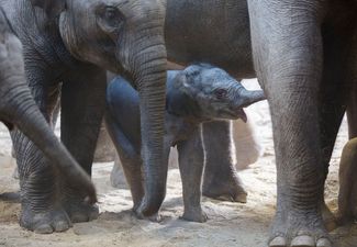 A new baby elephant calf was born at Dublin Zoo last weekend