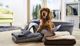 Aldi is doing a massive pet event with some serious deals to spoil your fluffy friend