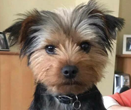 Heartbroken man appeals for help to find his dog who went missing in Dublin park