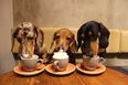 The world’s first dachshund café opens next month and we’re booking tickets now