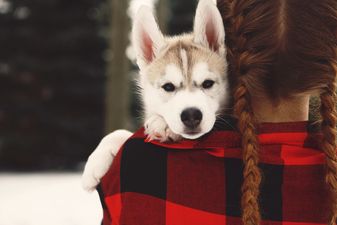 The ISPCA shares advice about keeping your animals safe during the storm