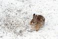 Dublin Airport police share video of them rescuing baby rabbit in the snow