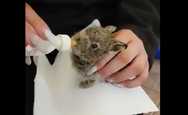 Despite Dublin Airport’s best efforts, Hare Emma has passed away