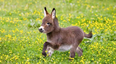 Baby donkeys are so adorable and vastly under-appreciated