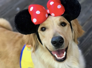 Service dogs in training went to Disneyland … and the photos are too cute