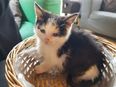 Dublin’s Cat Lounge issues urgent appeal after one of their kittens is taken