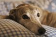 Dogs Trust can’t find greyhounds their ‘forever home’ and the facts are heartbreaking