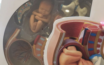 There’s a pretty informative 3D pregnancy pelvis for sale in Flying Tiger