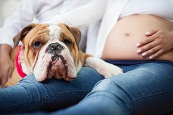 These are the pregnancy symptoms your dog can sense when you’re expecting
