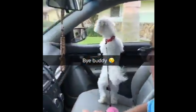 Dad picks up wrong dog from the groomer, and his son’s tweets are hilarious