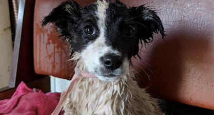 Abandoned Chernobyl dogs rescued and set to get new homes soon