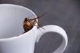 Cockroach milk is now a ‘superfood’ and we definitely don’t want to try it