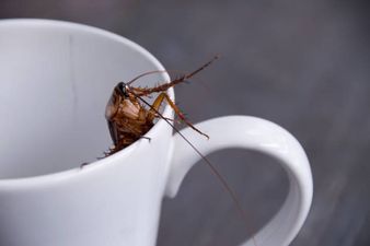 Cockroach milk is now a ‘superfood’ and we definitely don’t want to try it