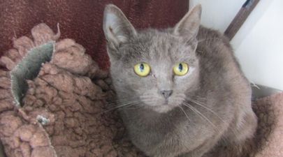 The ISPCA are seeking homes for 44 lovely cats seized from a property in Meath
