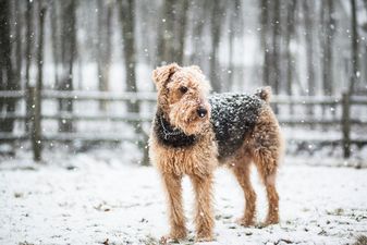 Dogs who gave incredible service during WWI to be commemorated in new sculpture