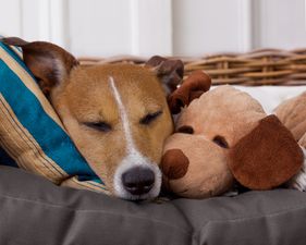 Research could now show that dogs form emotional attachment to toys, just like children