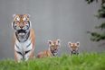 Dublin Zoo have asked the public to help them name their new cubs