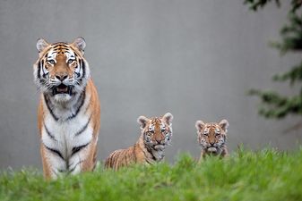 Dublin Zoo have asked the public to help them name their new cubs