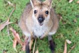 Video captures baby kangaroo’s first time peeping out of his mother’s pouch