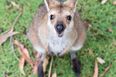 Video captures baby kangaroo’s first time peeping out of his mother’s pouch