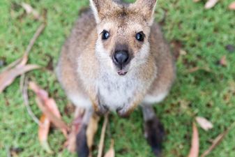 Video captures baby kangaroo’s first time peeping out of his mother’s pouch
