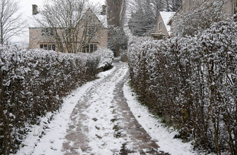 Animal welfare issue warning in Ireland after puppy dies from freezing weather