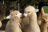 Alpaca therapy is being used in a UK nursing home and it’s hugely successful for people with dementia