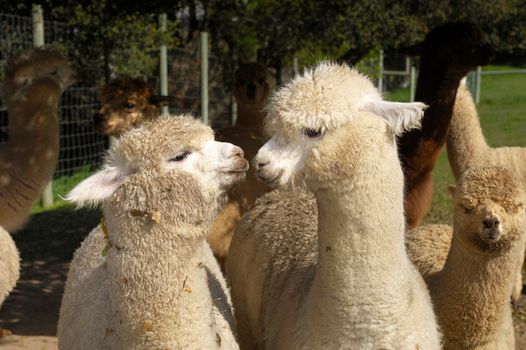 Alpacas therapy is being used in a UK nursing home and it's hugely successful for people with dementia