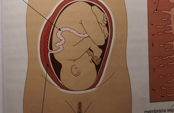 Parents’ fury as pregnancy diagram shows woman with a Brazilian wax