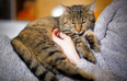 This new cat allergy vaccine sounds like a game-changer for sufferers – but there’s a catch