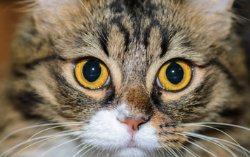 This cat walks around like T-rex because she was born with no elbows