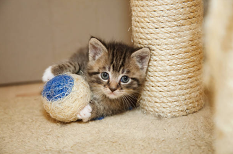 Little kitten born with a rare condition now able to walk again thanks to 3D printed leg