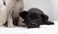 DSPCA needs forever homes for 4 puppies abandoned just before Christmas