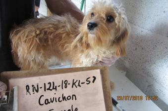 Illegal puppy farm owners in Roscommon convicted of animal cruelty