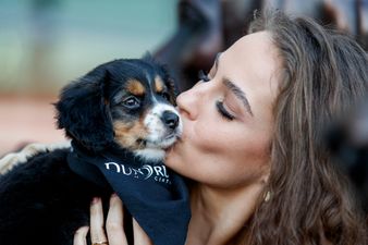 Lonely Paws: There’s a dog match-making event happening in Dublin next week