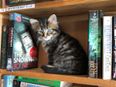 There’s a Canadian bookstore filled with adorable kittens that you can adopt