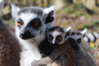 Finally, some good news: Twin lemurs have been born in Tayto Park