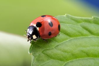 #entertainingathome: Irish Ladybirds want ladybird photos from your garden