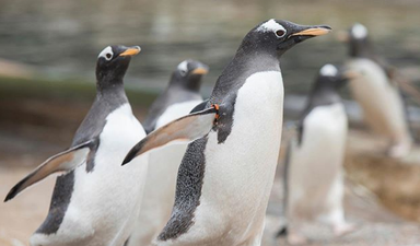 Baby penguins have hatched at Edinburgh Zoo, and Instagram really needed that news