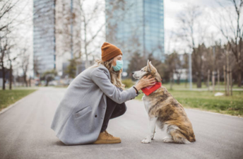 Myths and misinformation: Should I be worried about my pet during #Covid-19?