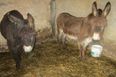 Six donkeys and two ponies rescued from ‘terrible’ living conditions in Co. Donegal