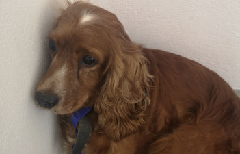 Gardaí seek public’s assistance in returning stolen dog to her home