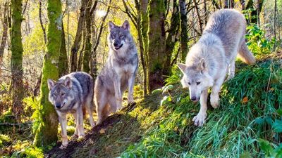Bears, wolves, lynx and wild boars – thrill the kids with a visit to Wild Ireland in Donegal