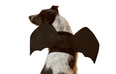 Lidl is stocking dog Halloween costumes next week and they’re too cute