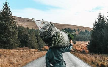 Avoca partners with Christmas tree start-up Pine & Co to offer exclusive tree delivery service